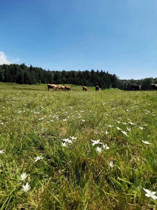 Hera Yayla Kamp alanı